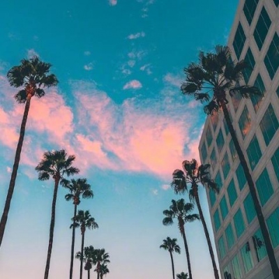 每天都要看小貓